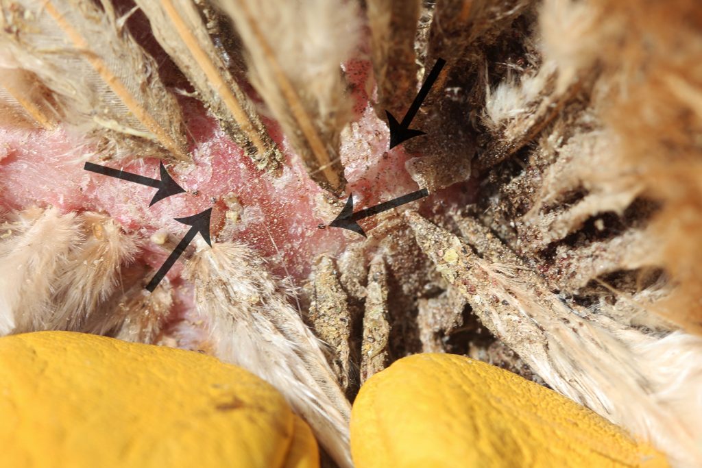 northern fowl mites on a chicken