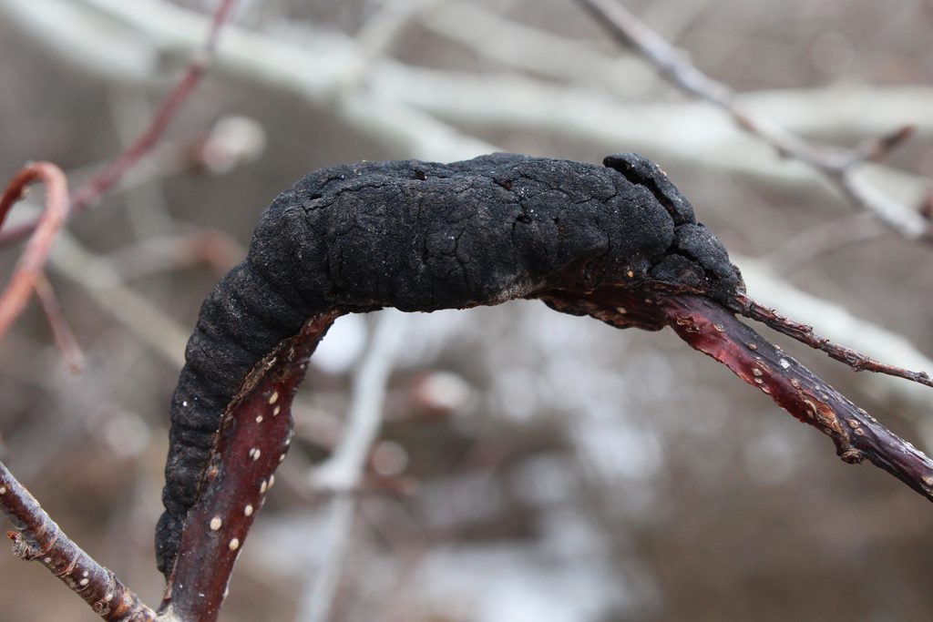 a chokecherry tree branch with a black knot fungal infection