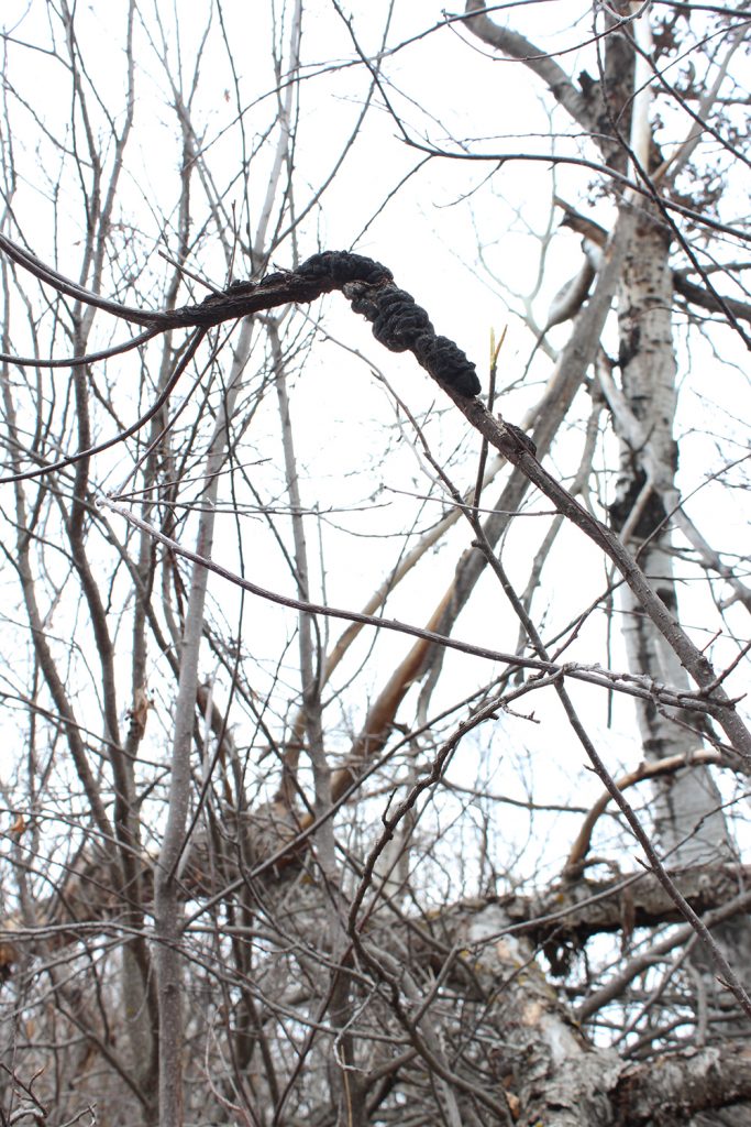 a branch with black knot disease, which looks like dog poop wrapped around the branch