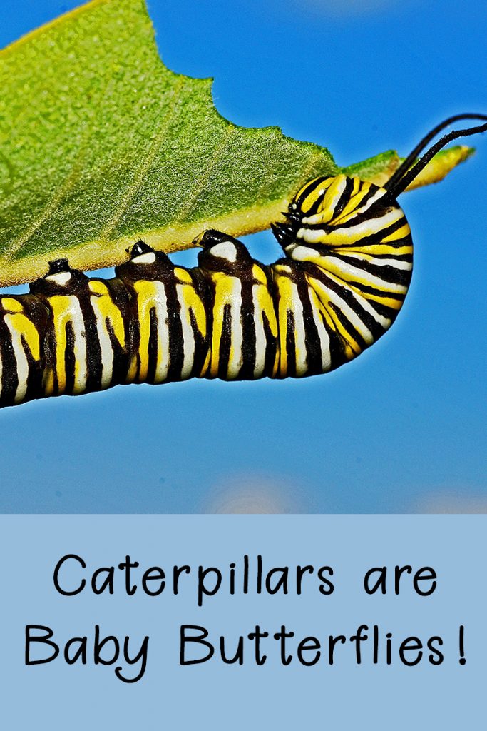 Caterpillars Are Baby Butterflies - Rural Dreams Blog