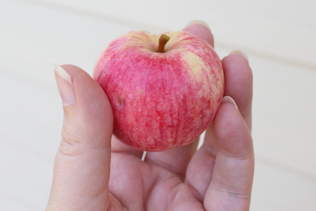 A close up of a hand holding a small red and yellow apple