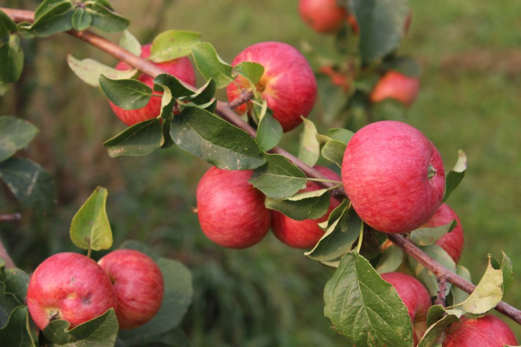 Several ripe red apples hanging on branch.