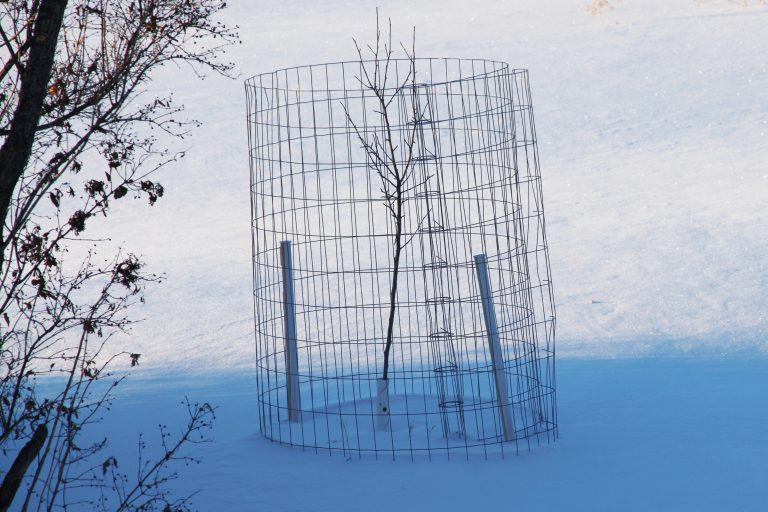 Protecting Fruit Trees From Deer and Rabbits Rural Dreams