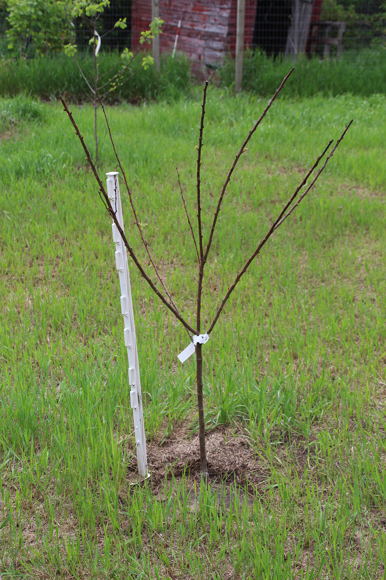 A newly planted bare root fruit tree that has not leafed out yet