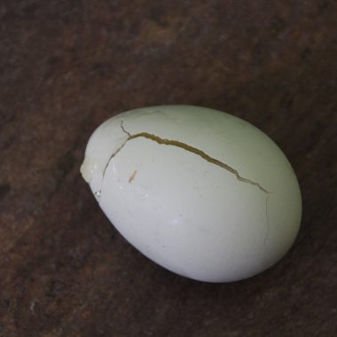 An egg with a cracked shell