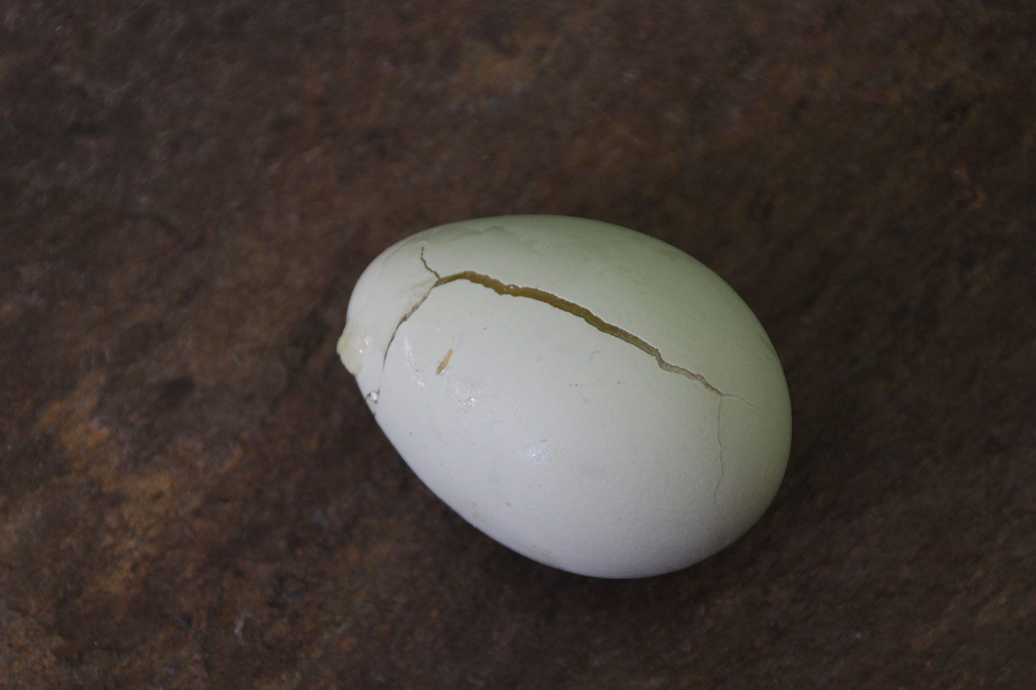 An egg with a cracked shell