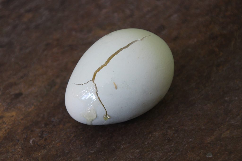 an egg that has frozen to the point that the shell has cracked and the inner membrane damaged