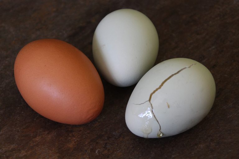 Frozen & Cracked Eggs Can You Eat Them? Rural Dreams