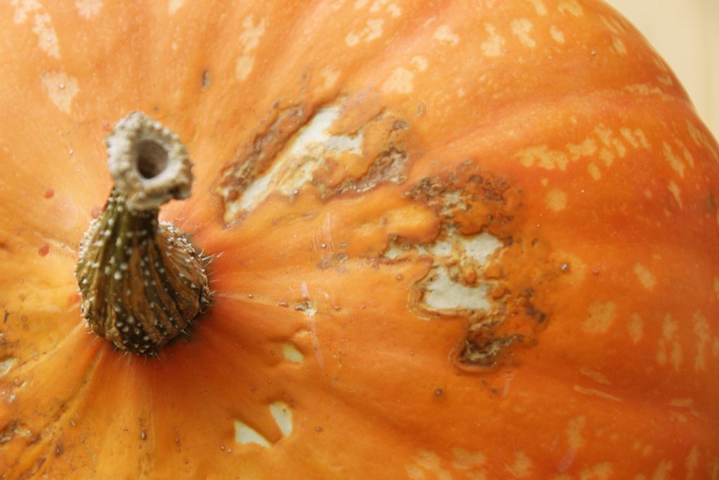 how to tell if your squash is rotten Archives Rural Dreams