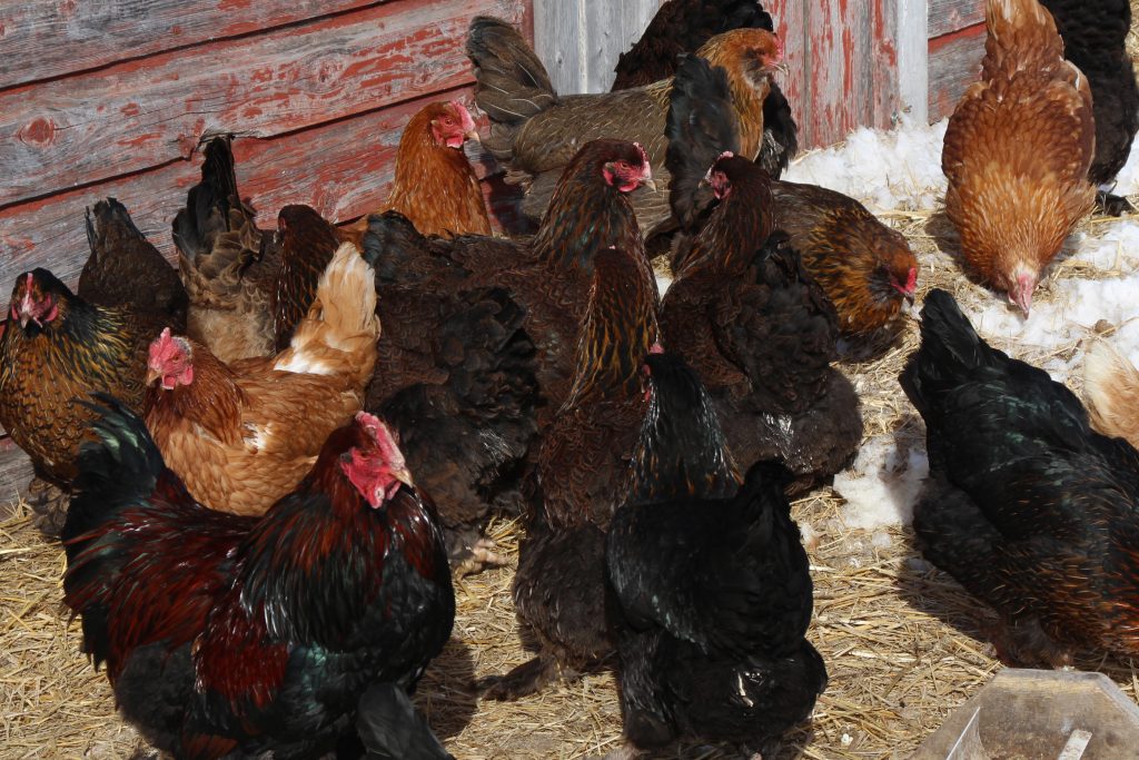 Treating Northern Fowl Mites in Chickens in Canada Rural Dreams