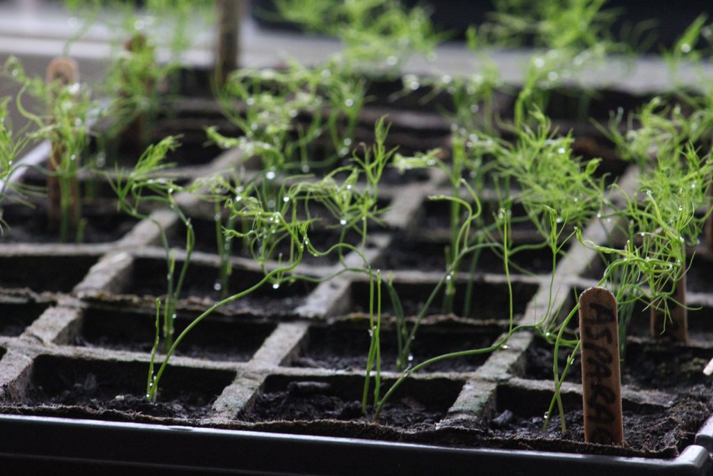 asparagus from seed Archives Rural Dreams
