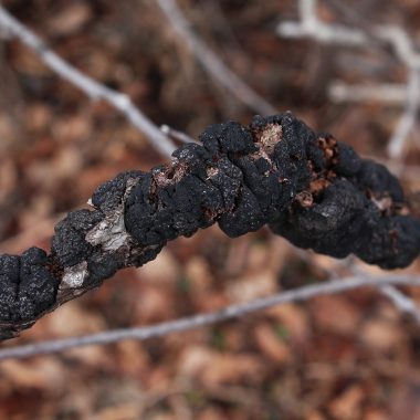 black knot disease in an infected chokecherry branch.
