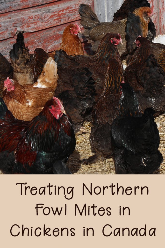 Treating Northern Fowl Mites in Chickens in Canada Rural Dreams