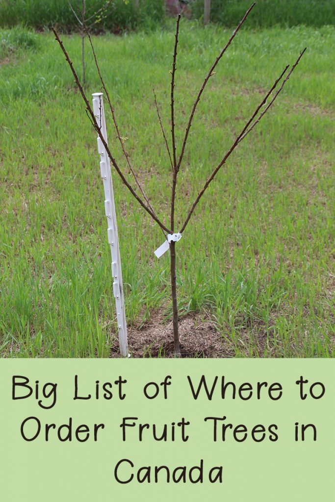 Where to Order Fruit Trees in Canada Rural Dreams