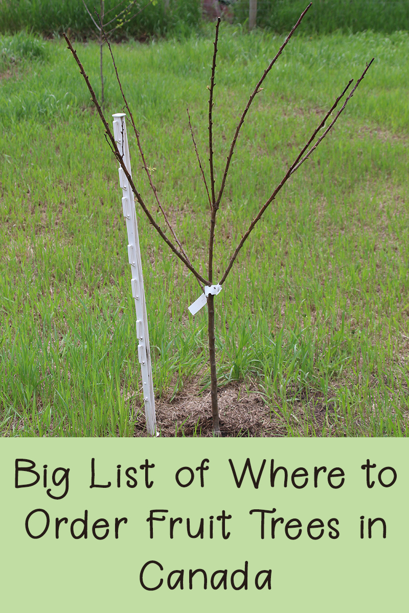 Where to Order Fruit Trees in Canada Rural Dreams