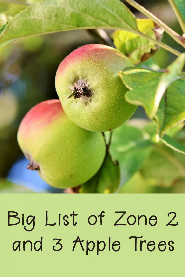 16 Hardy Apple Trees for Zone 2 & 3 Rural Dreams