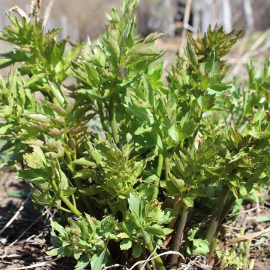 Tired of expensive celery? Try growing lovage!
