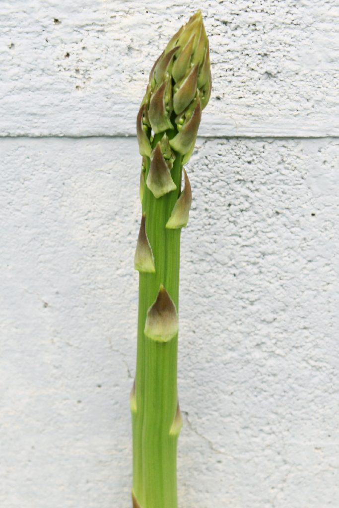 Asparagus Spear