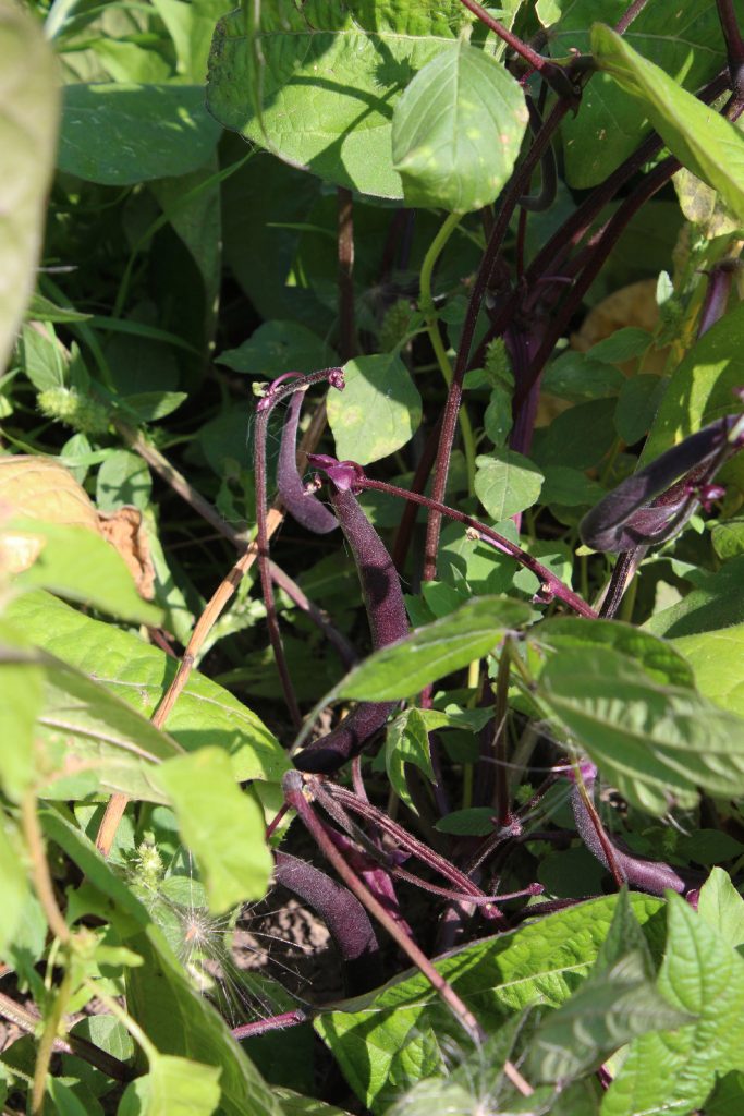 purple wax beans, possibly "Royalty' type