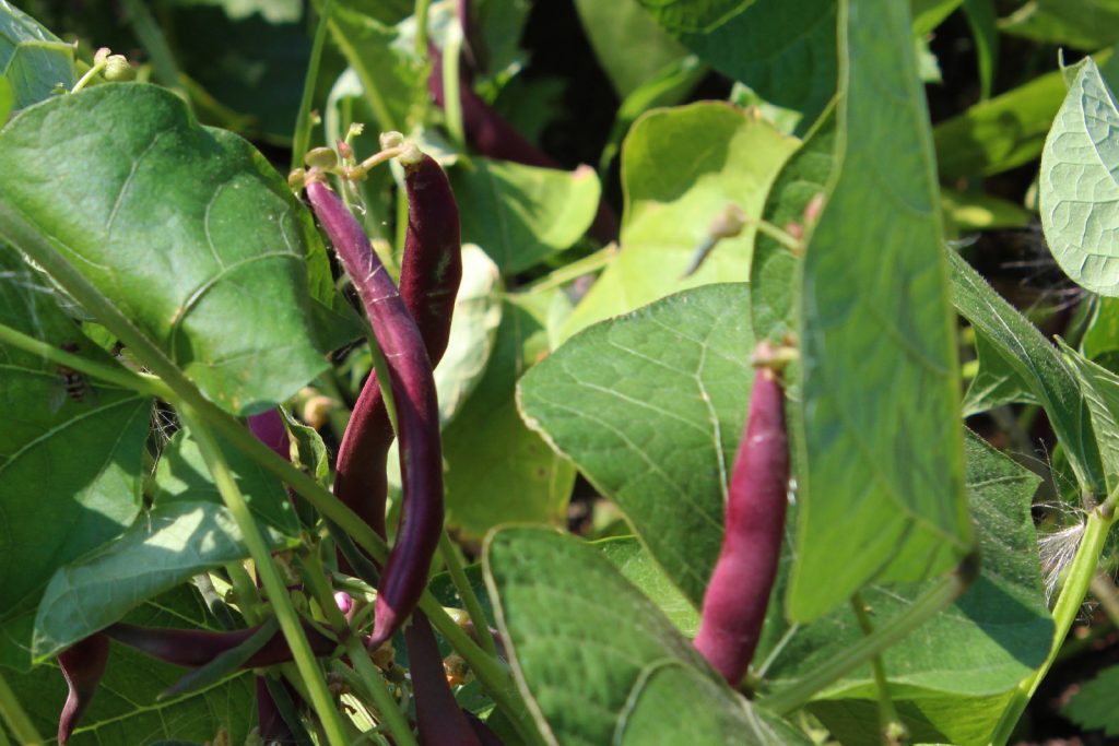 Red wax beans