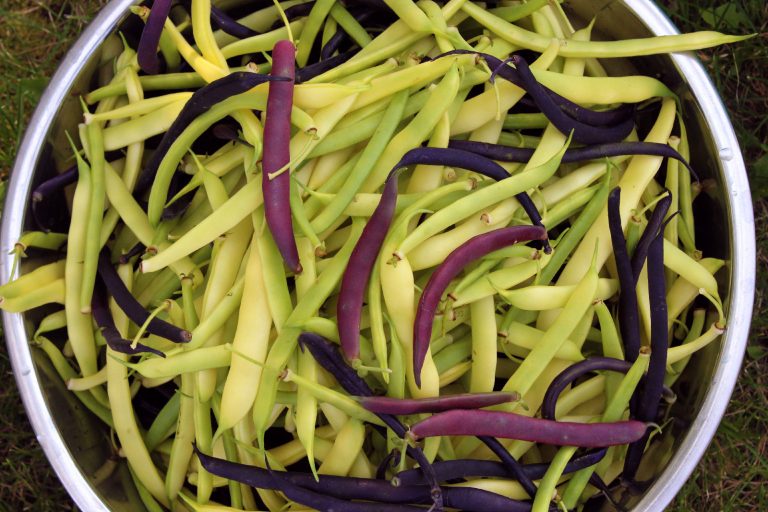 Where to Order Fruit Trees in Canada Rural Dreams