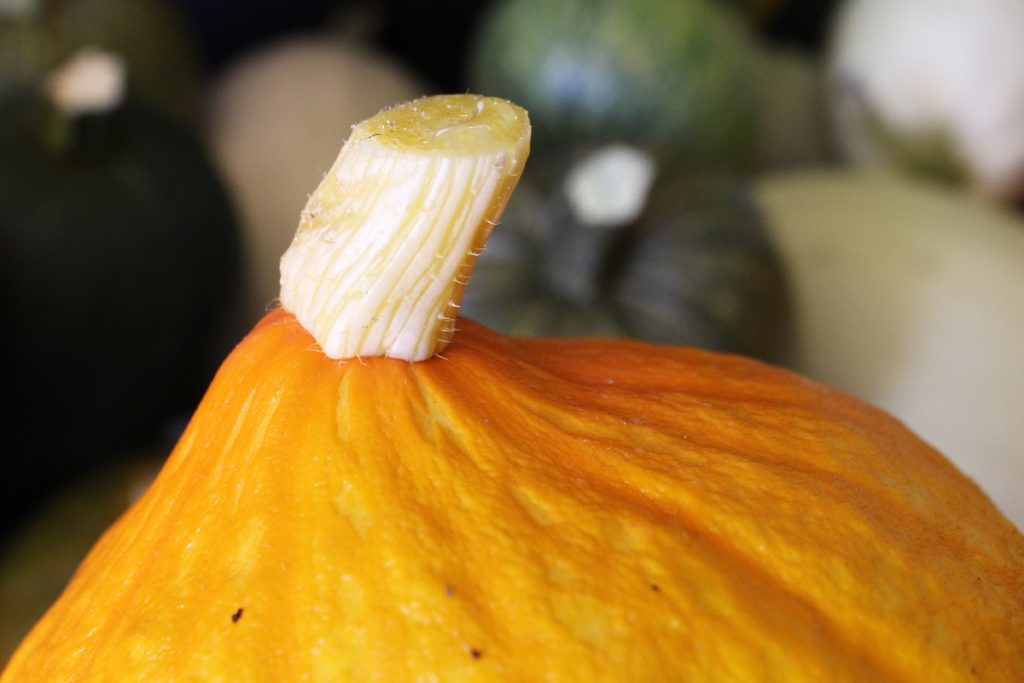 A freshly harvested squash with a cut stem, that needs to be cured before long storage.