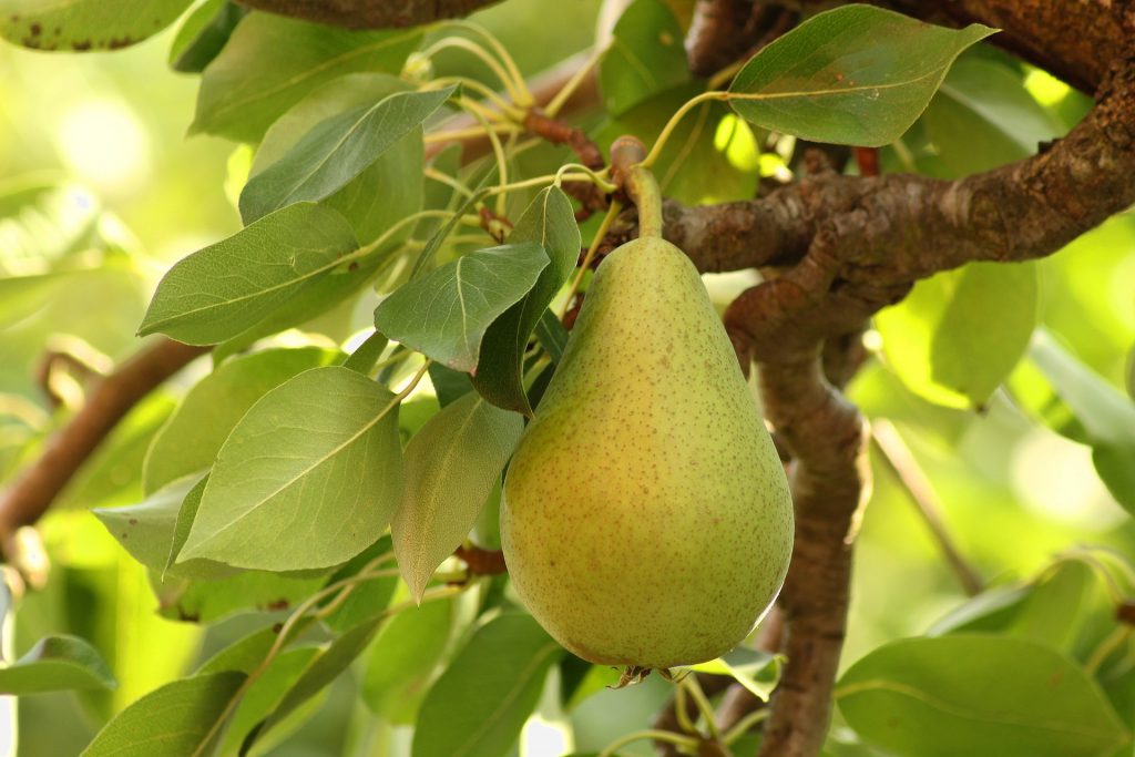 An image of a pear hanging from the branch of a pear tree