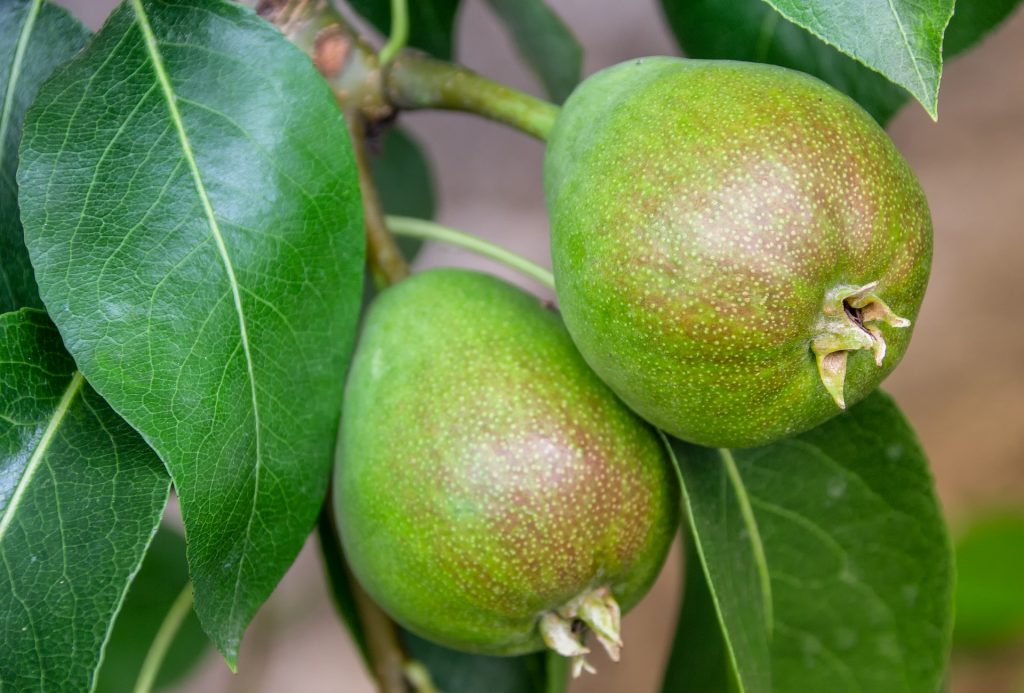 Two green pears on a branch