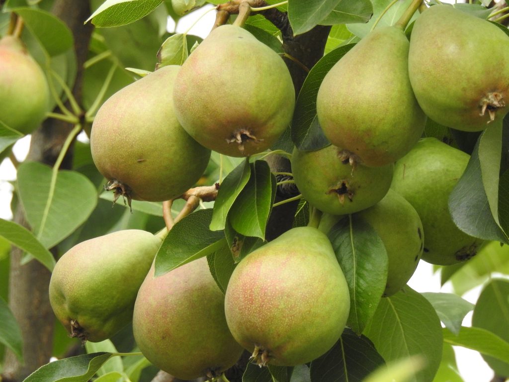 A bunch of ripening pears hanging from a branch