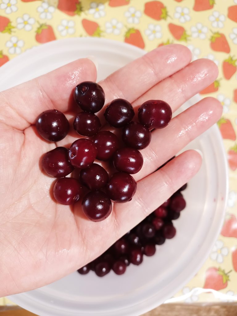 A handful of ripe, dark red dwarf sour cherries, illustrating their size.