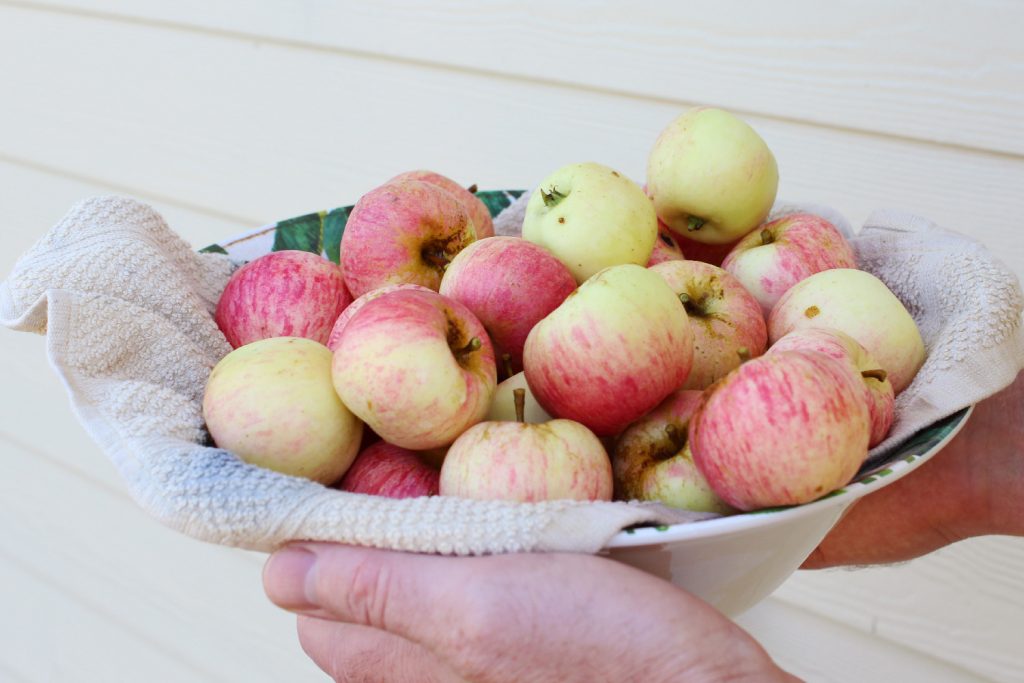 Hands holding a bowl full of small red and yellow apples