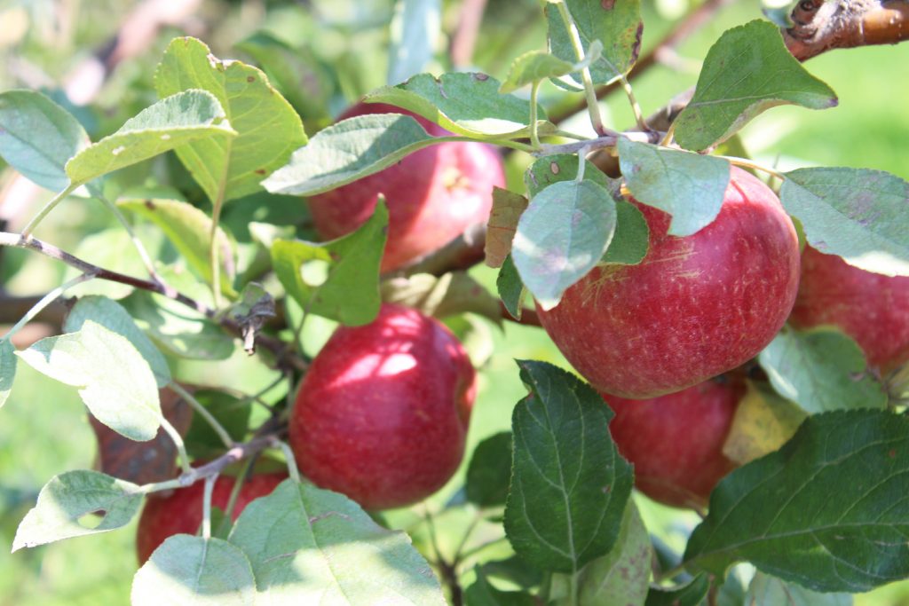An image of several red apples, hanging on a branch.