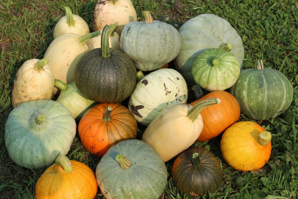 A pile of different types of squash, including pumpkins, spaghetti squash, and sweet meat squash, on the ground.