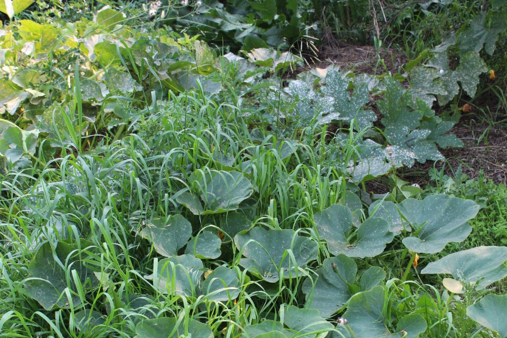 An image of squash vines spilling out of the patch and growing in tall grass.