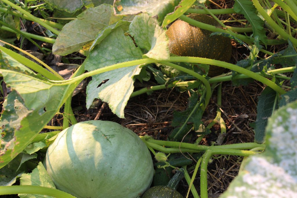 several different types of squash among the leaves in a squash patch.