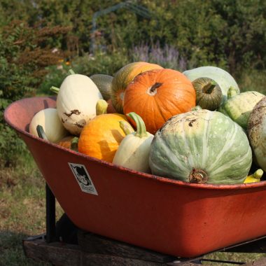 An orange wheelbarrow full of different sizes, shapes, and colors of squash.
