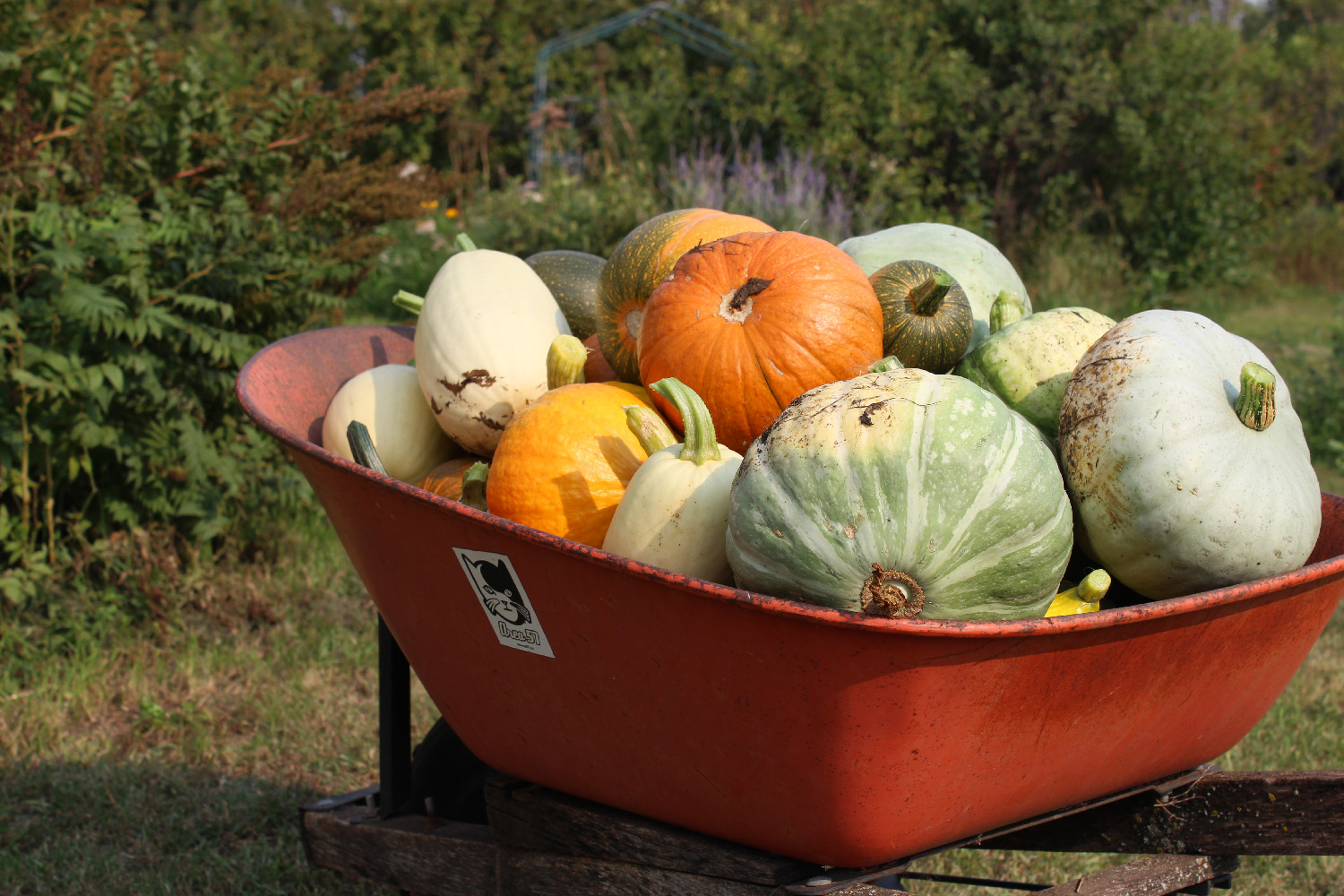 An orange wheelbarrow full of different sizes, shapes, and colors of squash.