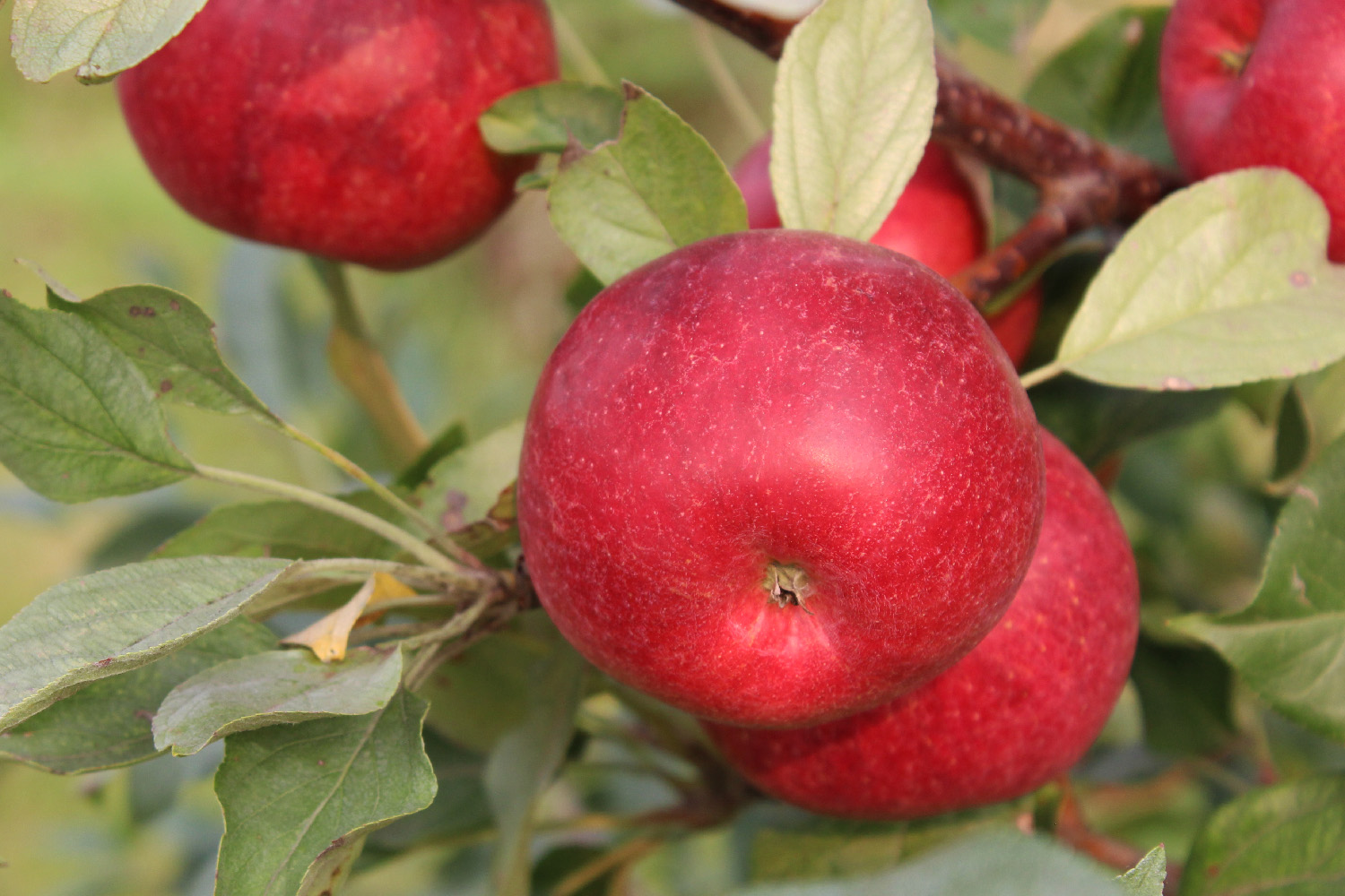 A close-up of ripe red apples on a branch.