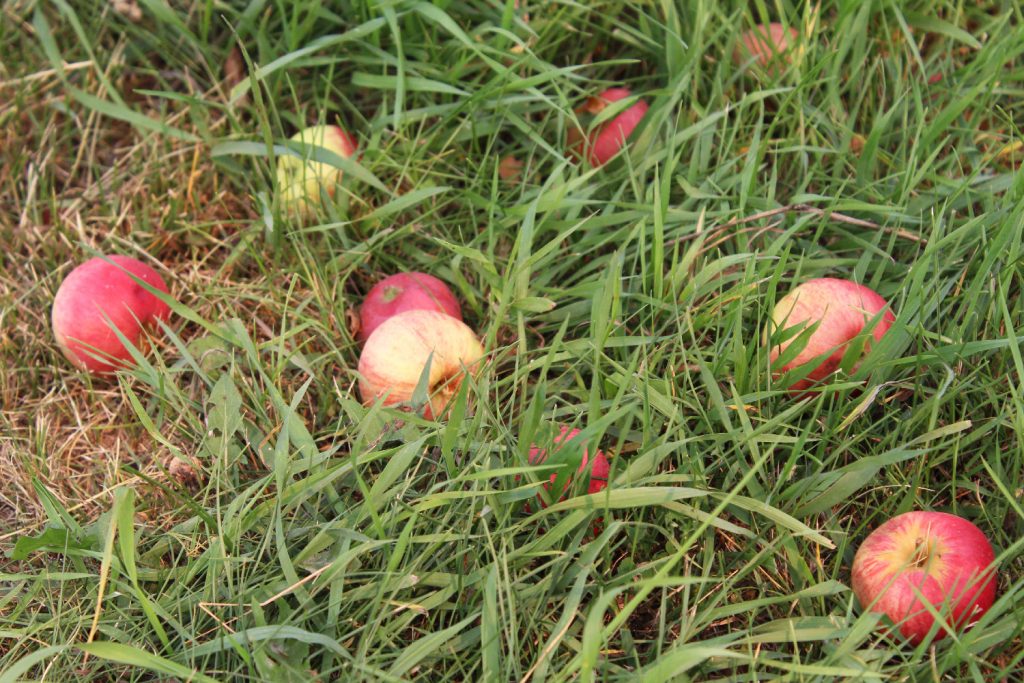 Several ripe apples that have fallen into the grass at the base of the apple tree.