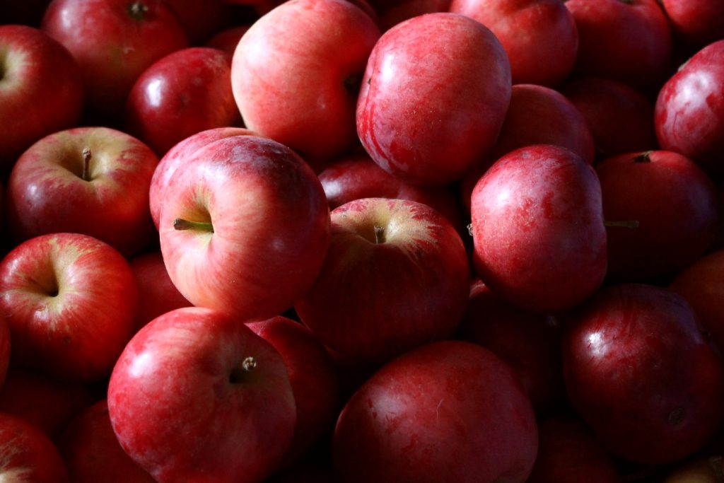 A pile of small red apples for applesauce